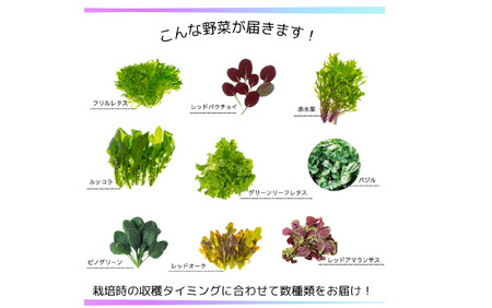 サラダミックス 【 お試し 月1回 】＼ デリサラダ ／ Deli Salad ★ ドレッシング or ジャム付き セット サラダ ミックス 1kg | アグリード お手軽 ミックス野菜 西洋ハーブ 個別包装 新鮮 おいしい 美しい野菜 水耕栽培 安定の品質 健康 千葉県 君津市 きみつ