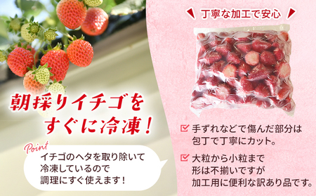 ＜冷凍いちご あまおとめ 約1.5kg 加工用 ヘタなし＞ 国産 アマオトメ 朝採り 朝採れ サイズ 不揃い 訳あり 訳アリ フルーツ 果物 苺 いちご イチゴ シャーベット ジャム スムージー 大粒 小粒 りの果樹園 愛媛県 西予市【冷凍】『1か月以内に順次出荷予定』URK0013
