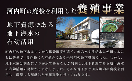 ふぐ とらふぐ てっちり 錦ふぐぽんす セット 《30日以内に出荷予定(土日祝除く)》キャビアフィッシュカンパニー 高級 鍋 ふぐ鍋 トラフグ 茨城県 河内町