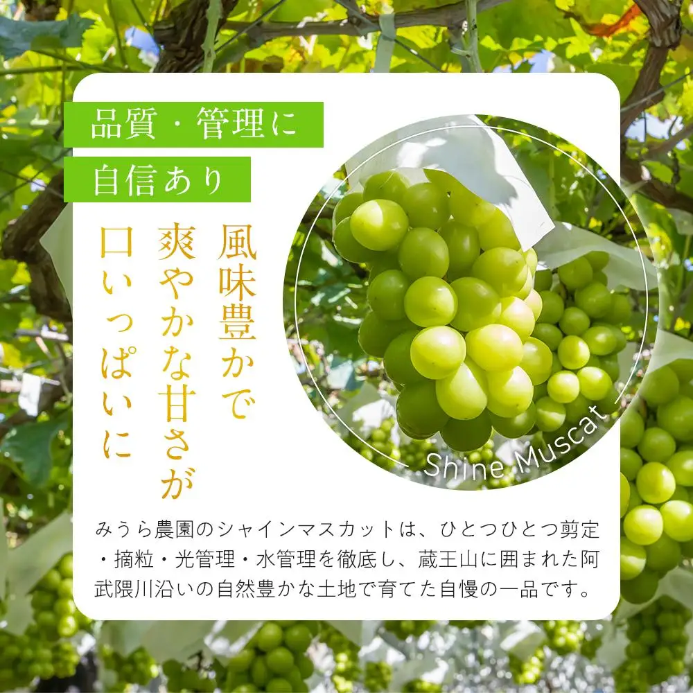 【2026年発送分先行予約】シャインマスカット ２房（約１kg）【2026年9月上旬以降順次】