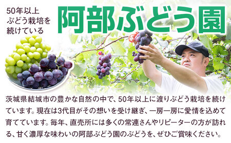 【先行予約】ぶどう 農園直送 朝採れシャインマスカット 2～3房（1kg以上） 果物 ぶどう フルーツ 茨城県産 結城市産 産地直送 《8月下旬-9月下旬頃出荷》 【配送不可地域あり】