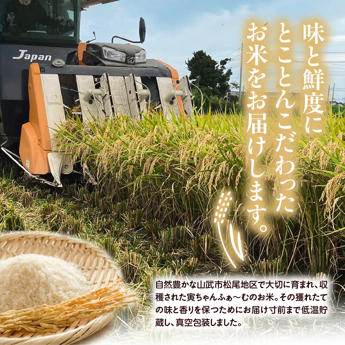 【先行予約2026年10月上旬から発送開始】ミルキークイーン　10㎏（5㎏×2袋）令和8年産 【 ふるさと納税 人気 おすすめ ランキング 米 精米 白米 お米 ミルキークイーン 千葉県 山武市 送料無料 】SMBX001