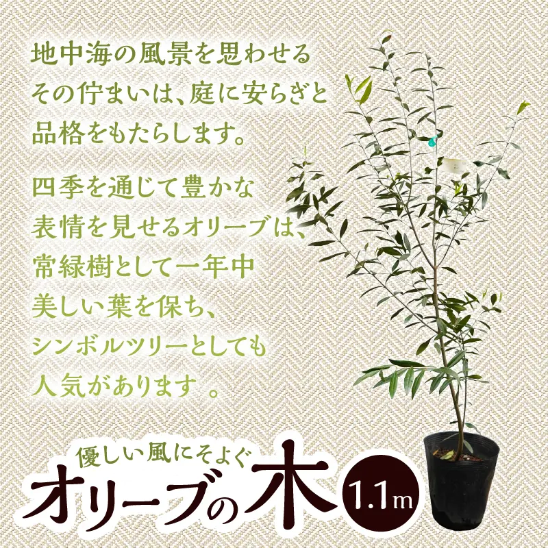 植木　オリーブ　1.1ｍ