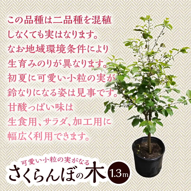 植木　さくらんぼの木（桜桃）《品種：暖地》1.3ｍ
