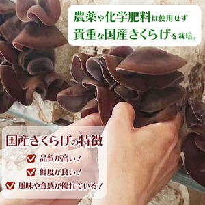 【定期3回】乾燥きくらげ 8g×10P ともちゃん農園|定期便 乾燥きくらげ きくらげ 贈答用 乾燥 きくらげ 食物繊維 鉄分 カルシウム ビタミンD カリウム アミノ酸  高血圧予防 ふるさと 納税 栃木県 那珂川町 送料無料