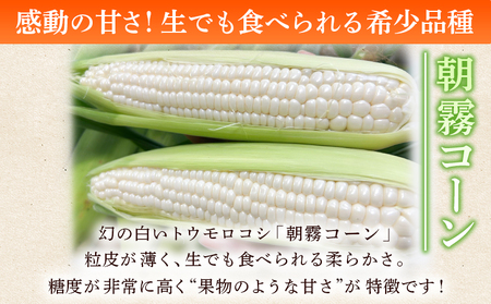 【先行予約】＜朝霧（あさぎり）コーン 12本＞ 国産 雪の妖精 ホワイトコーン 白い 白 とうもろこし 幻のとうもろこし 生で食べられる 甘い 糖度が高い 朝霧コーン 野菜 株式会社ノムランド 愛媛県 西予市【冷蔵】『2026年7月より順次出荷予定』NNM0002