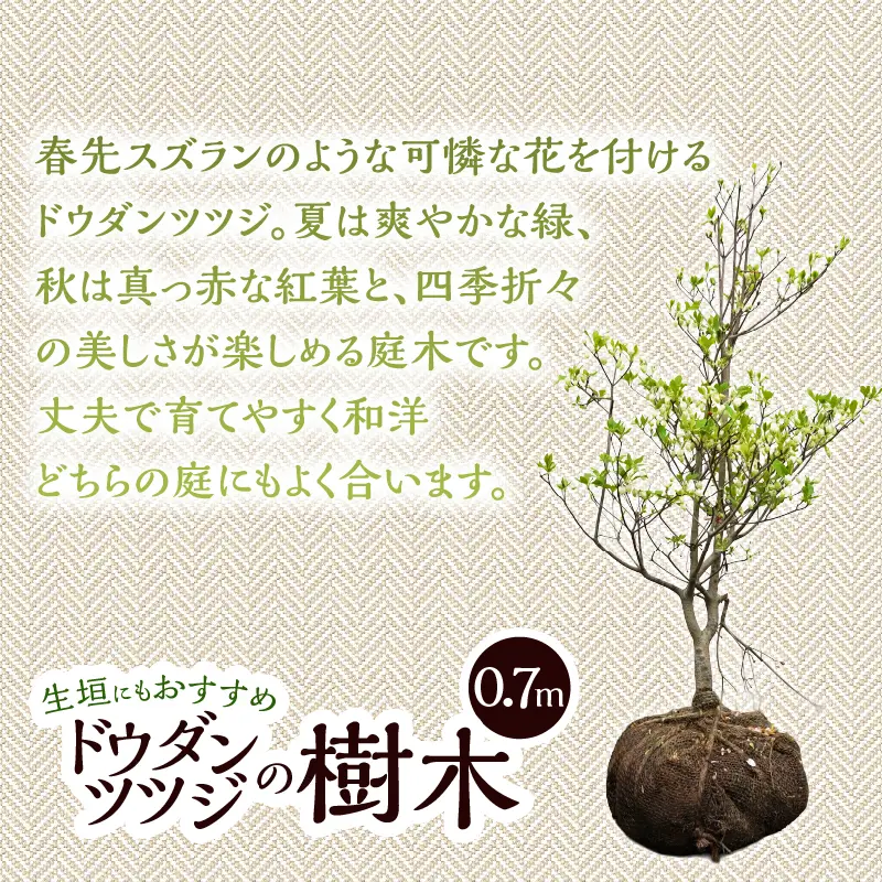 【ふるなびWEEK対象】植木　ドウダンツツジ　0.7ｍ