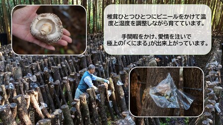 国東の厳選肉厚カップ乾し椎茸 くにまる 特大1・小2_2547R
