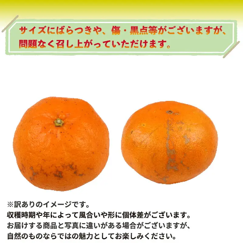 愛媛みかん 訳あり 南柑20号 10kg 誉農園 愛媛みかん B010-138011