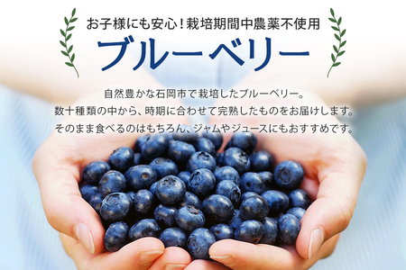 【 2026年 先行予約 】 フレッシュ ブルーベリー 1kg ダチョウ王国産 ( 500g 2パック ) 生 品種 お任せ 新鮮 完熟 冷蔵 農薬 栽培期間中 不使用 1キロ 果物 フルーツ 国産 産地直送 農家直送 産直 夏 6月 7月 8月 発送 くだもの 茨城 茨城県 石岡市 (C05-001)