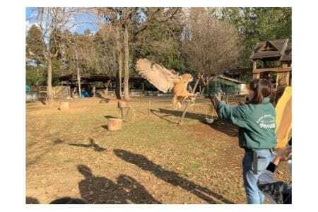 ダチョウ王国入場チケット（ 入場券 大人 2枚 小人 2枚 ） 動物ふれあい チケット ダチョウ アルパカ カピバラ 牧場 観光 体験型レジャー 80種類 動物 ふれあい 観光牧場 家族 子ども 子供 体験 動物園 関東近辺 関東 首都圏 茨城 茨城県 石岡市 (C05-018)