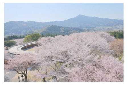 いばらきフラワーパーク 年間パスポート 1名分 入園し放題 四季の花々 レストラン 割引特典付き いばらき フラワーパーク チケット 入園券 金券 観光 旅行 家族 茨城 関東近辺 首都圏 関東 花 植物園 茨城県 石岡市 (G03-002)