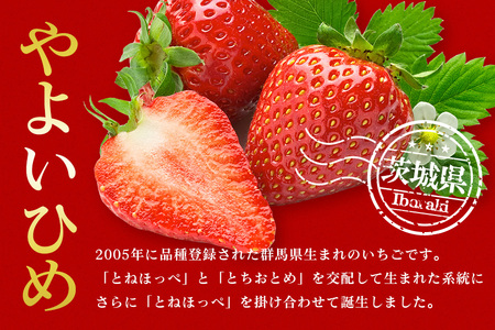 【2026年先行予約】やよいひめ 2L いちご イチゴ 苺 17粒 4パック 1kg 以上 国産 果物 フルーツ くだもの 1月 2月 3月 発送 冬 旬 産地直送 農家直送 産直 甘い デザート スイーツ 家庭用 贈答 贈答用 茨城 茨城県 石岡市 (A13-006)