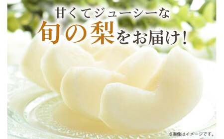 【 2025年 先行予約 】 秋月梨 3L～5L（二段10kg）梨 約 20玉 ～ 28玉 品種 秋月 あきづき なし ナシ 果物 フルーツ 大玉 3L 4L 5L サイズ 10キロ 9月 10月 発送 秋 旬 産地直送 農家直送 産直 国産 くだもの 甘い 茨城県産 茨城県 石岡市 送料無料 (A15-004)