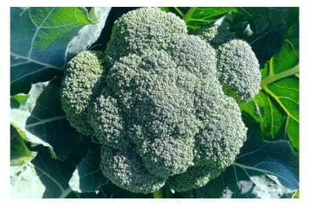 ブロッコリー 5kg 緑黄色野菜 野菜 ベジタブル グリーン 常温便 国産 茨城県産 旬 料理用 スープ サラダ 冷凍保存可 加熱調理 家庭用 業務用 産地直送 農園直送 茨城県 石岡市 (A33-004)