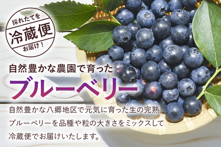 【 2026年 先行予約 】元気に育った ブルーベリー 600g 生 ( 300g 2パック ) 農薬 栽培期間中 不使用 果物 フルーツ 新鮮 手摘み 国産 産地直送 農家直送 産直 個包装 小分け くだもの スムージー ジャム ヨーグルト デザート 茨城 茨城県 石岡市 (A11-001)