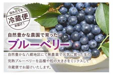 【 2026年 先行予約 】元気に育った ブルーベリー 1.2kg 生 ( 300g 4パック ) 農薬 栽培期間中 不使用 果物 フルーツ 新鮮 1.2キロ 手摘み 国産 産地直送 農家直送 産直 個包装 小分け くだもの スムージー ジャム ヨーグルト デザート 茨城 茨城県 石岡市 (A11-002)