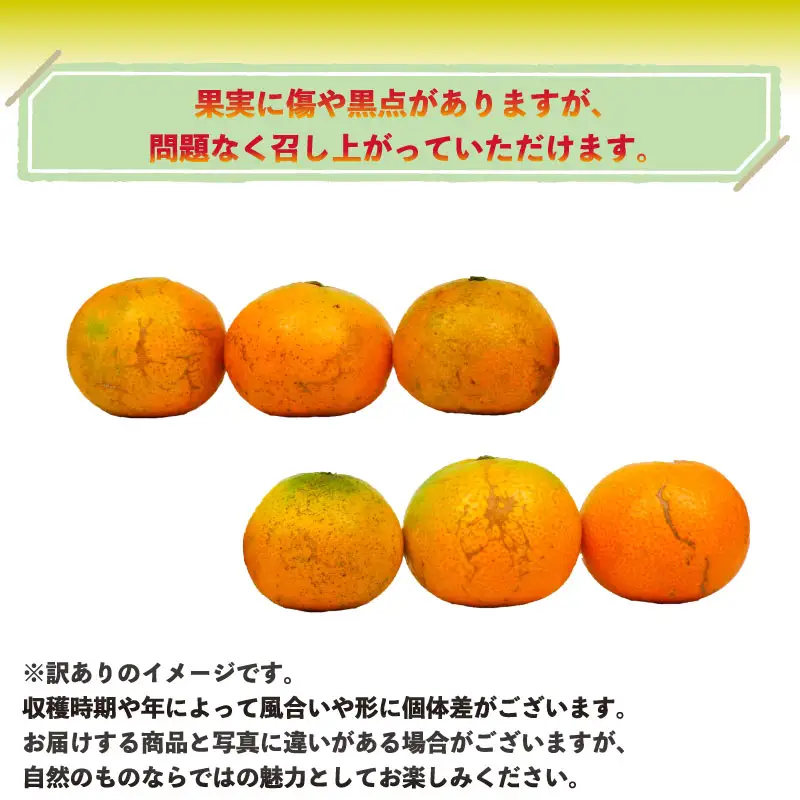 愛媛みかん 訳あり 早生みかん 10kg 誉農園 B010-138010