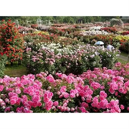 【優秀庭園賞受賞】京成バラ園 年間パスポート 1枚【1076459】