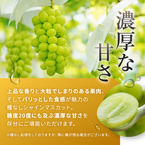 【先行予約】信州産 ナガノパープル、シャインマスカットのセット 約1kg (2房)