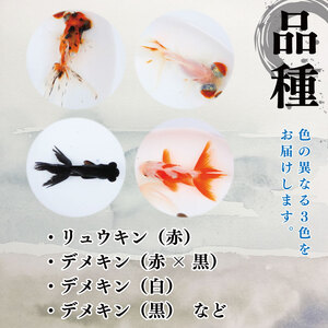 金魚 3色 ミックス 3匹 金魚【 金魚 】