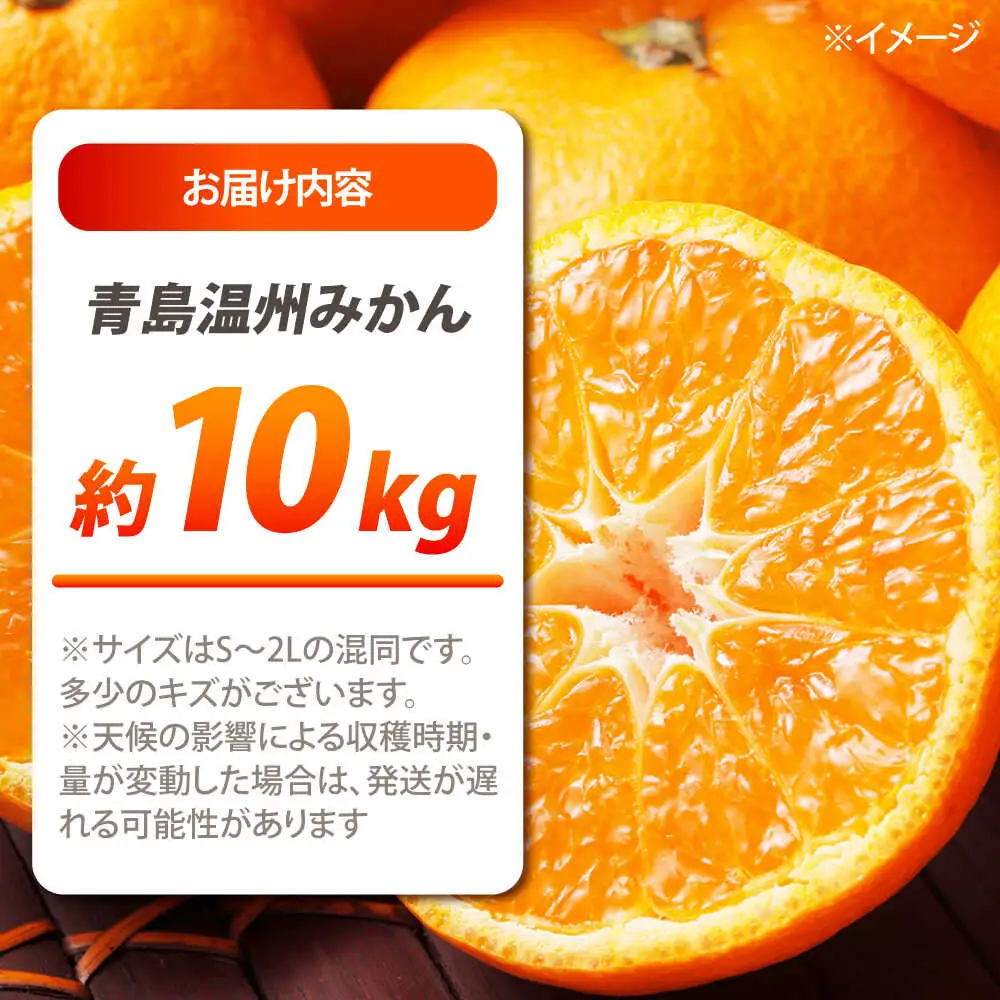 【2027年1月-発送】青島 温州みかん 10kg [SCQ003] みかん