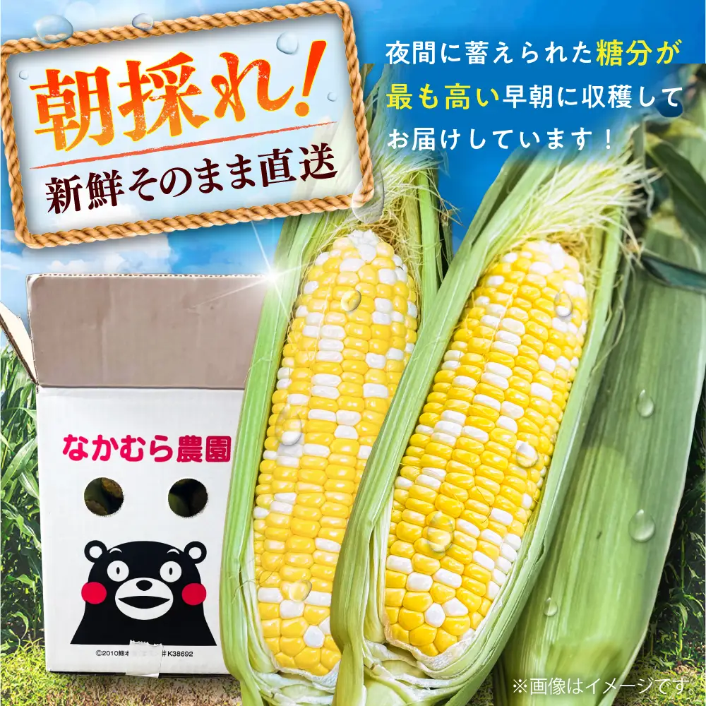 【先行予約】【2027年5月下旬より順次発送】スイートコーン ドルチェドリーム 約4kgBHCJ002 とうもろこし とうもろこし