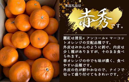 【2027年先行受付】麗紅柑 (れいこう) 赤秀品 S～2Lサイズ 3kg 和歌山有田産_BF6062