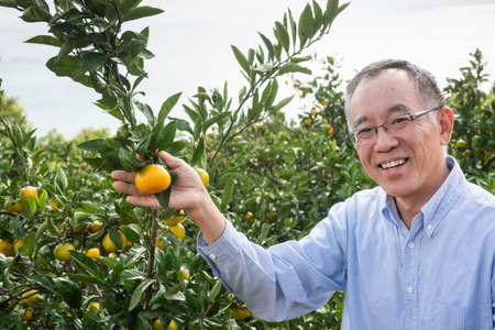 【先行予約】【数量限定】田縁農園の岬（はな）まどんな（生果）2kg  （2026年11月25日より順次発送） IKTA024