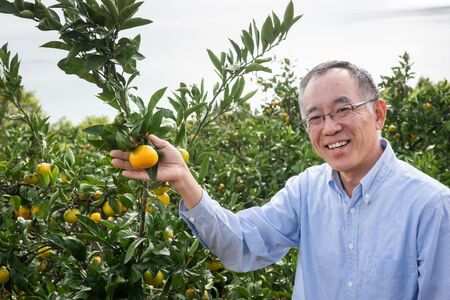 【先行予約】【数量限定】田縁農園のせとか2kg  ※離島への配送不可 （2027年3月5日より順次発送） IKTA027