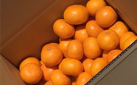 【先行予約】【家庭用】せとか 10kg ※離島への配送不可 （2027年3月5日より順次発送） IKTA038