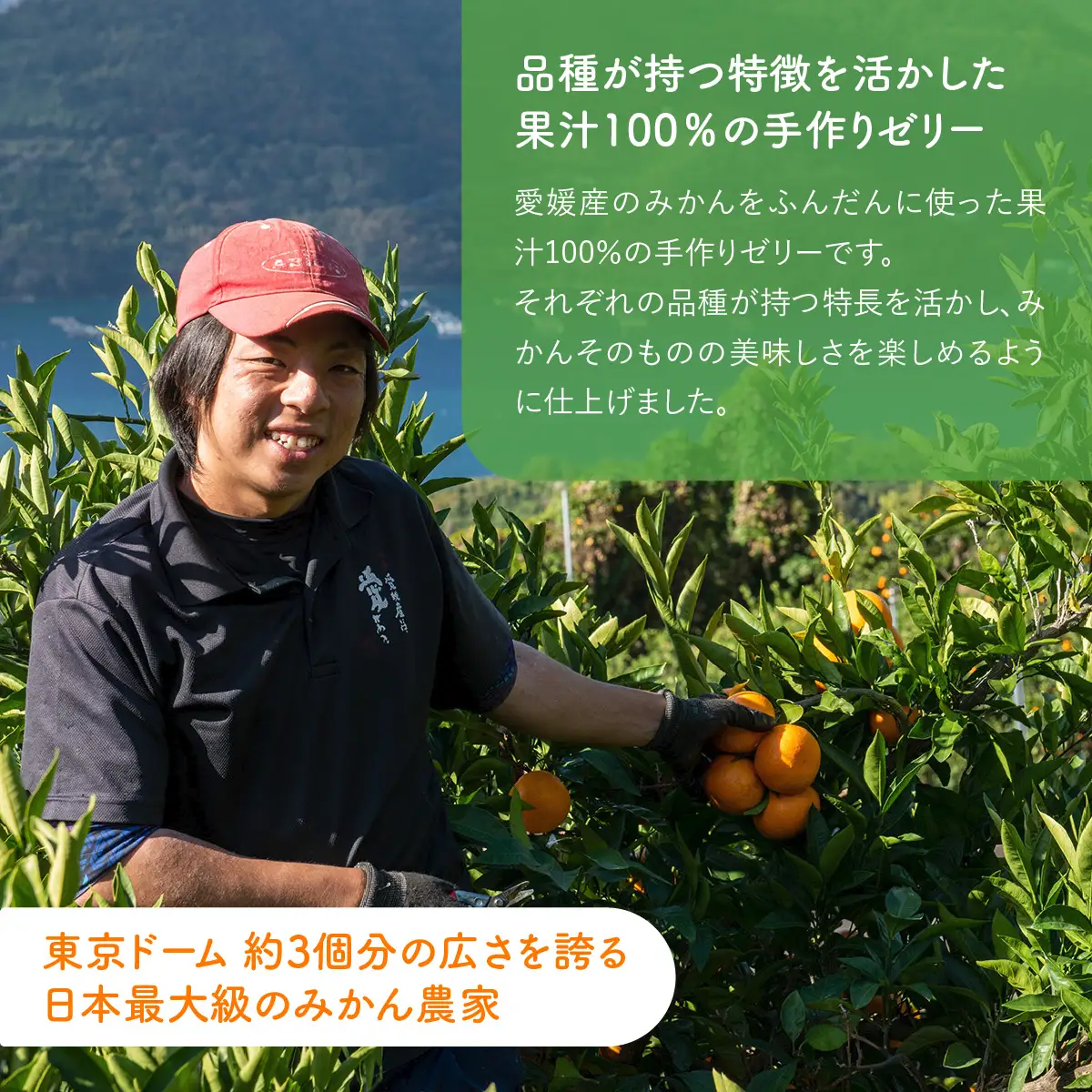 飲みやすいスタンドタイプ 愛媛まるごとゼリー 3種15個 ※離島への配送不可 IKTF027
