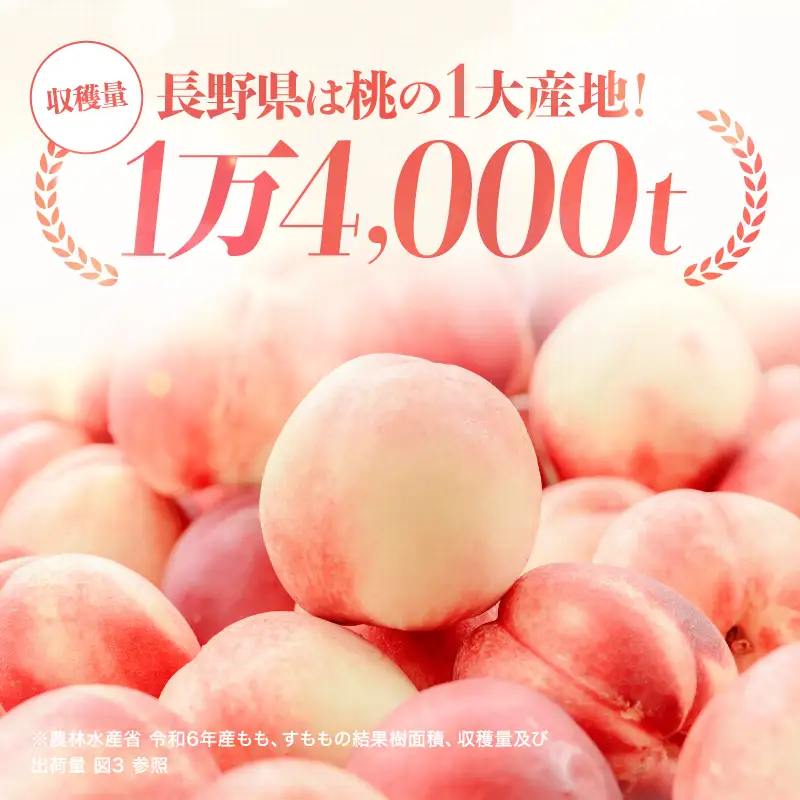 南信州産 秋桃 白桃 約3kg【2026年8月下旬～発送】| 果物 くだもの フルーツ 柿 桃 もも 白桃 秋桃 ジューシー 長野県 信州 南信州 飯田市