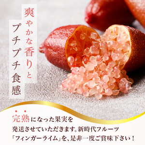 フィンガーライム　70g【0094-003】岐阜県 可児市 果物 果実 新時代 国産 ｷｬﾋﾞｱﾗｲﾑ 森のｷｬﾋﾞｱ ﾌﾙｰﾂｷｬﾋﾞｱ ﾌﾞｯｼｭｷｬﾋﾞｱ 希少 柑橘 ｶﾙﾊﾟｯﾁｮ ﾛｰｽﾄﾋﾞｰﾌ ｱｲｽ ｶｸﾃﾙ 炭酸 ﾄｯﾋﾟﾝｸﾞ ﾌﾙｰﾂ 希少 
