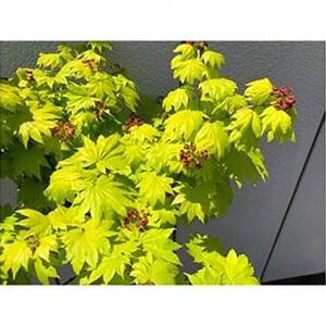 芽出しが特にきれいなモミジ! 黄金イタヤカエデ〈プラス樹〉