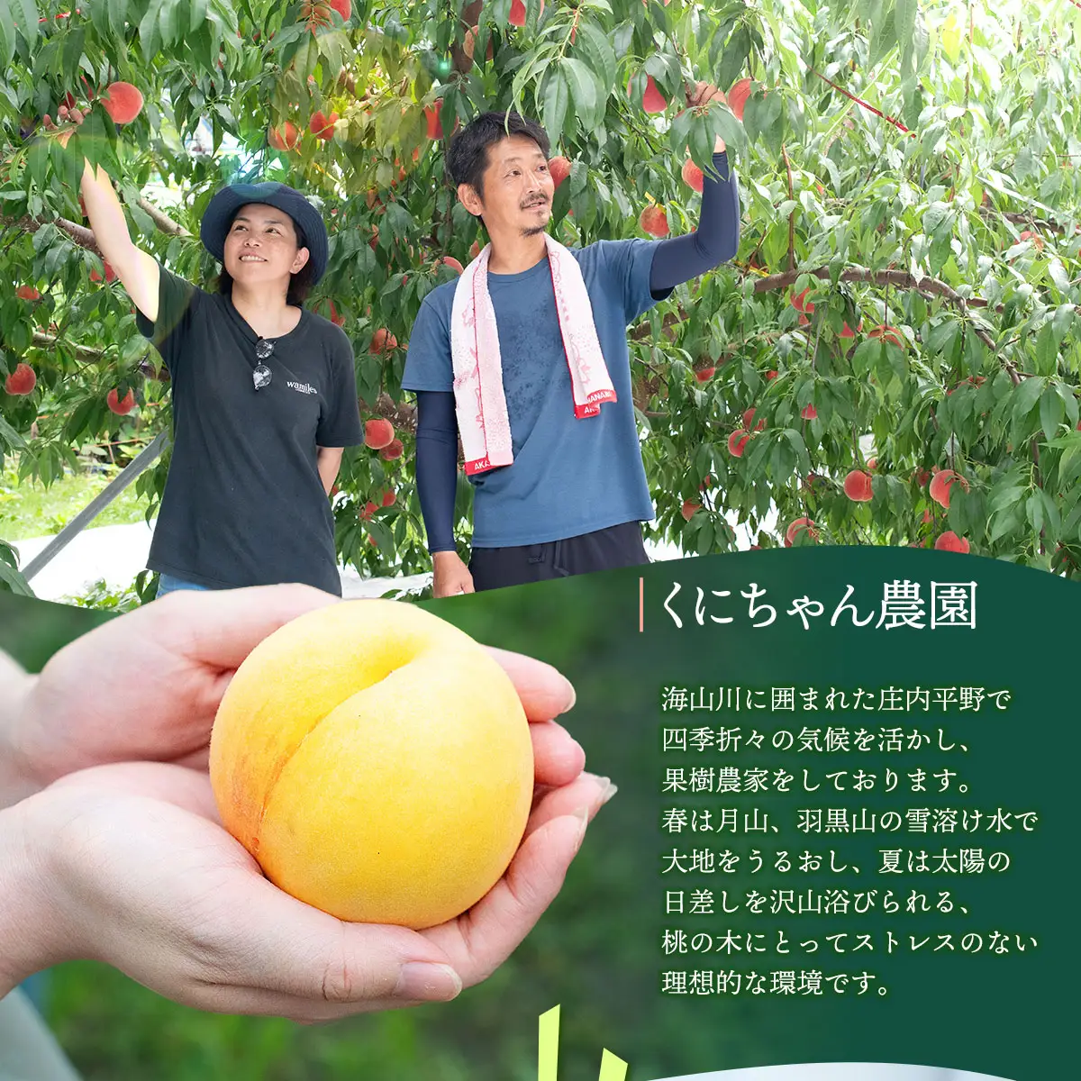 【令和8年産先行予約】 鶴岡市産 桃 (品種おまかせ) 　約2kg　(5～8玉)　くにちゃん農園　K-836