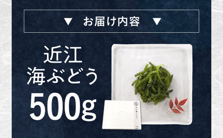 近江海ぶどう 500g[AQBA017]海ぶどう うみぶどう