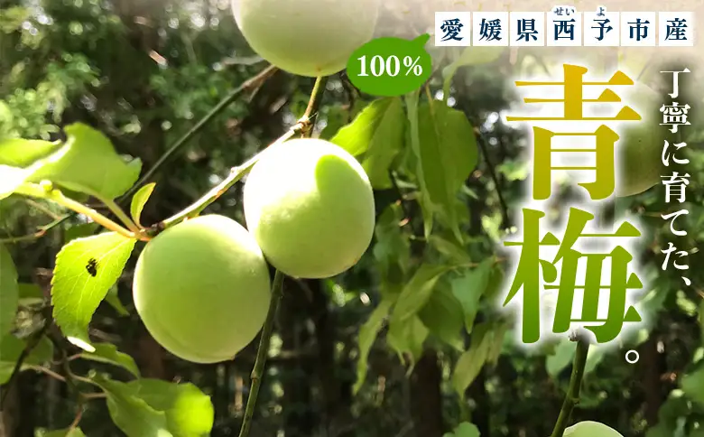 ＜愛媛県西予市産 青梅 約3kg＞ うめ ウメ あおうめ アオウメ 梅干し 梅ジュース 梅ジャム 梅シロップ 梅酒 手作り 家庭用 ご自宅用 えひめ活き生きファーマーズ 愛媛県 西予市【常温】『2026年5月下旬～6月中旬迄に順次出荷予定』SEI0004