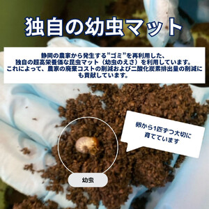 （ペア）ヘラクレスオオカブト大型オス（140-150mm）&メス（サイズフリー）【配送不可：北海道・沖縄・離島（一部除く】