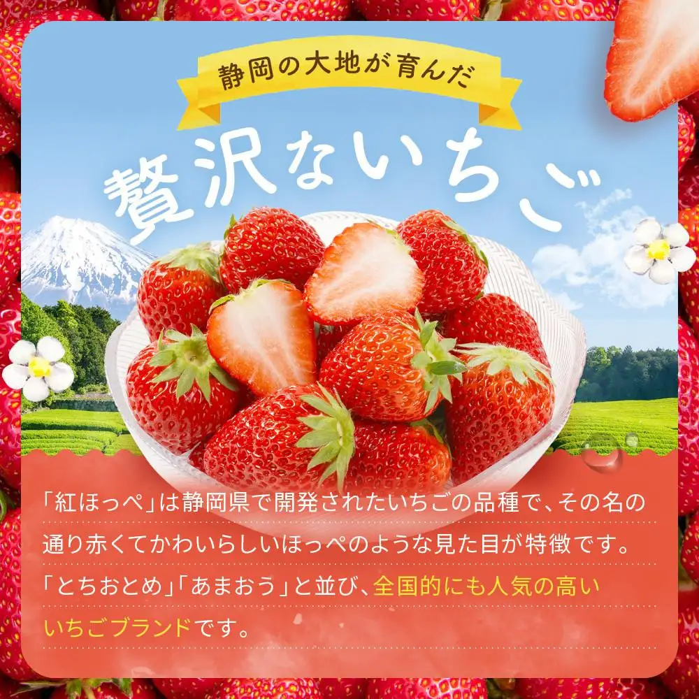 【2027年発送！先行予約】2Lサイズ 静岡いちご「紅ほっぺ」40粒　総重量約600ｇ　【20粒（約300ｇ）×2トレイ】 数量限定　人気　リピート多数