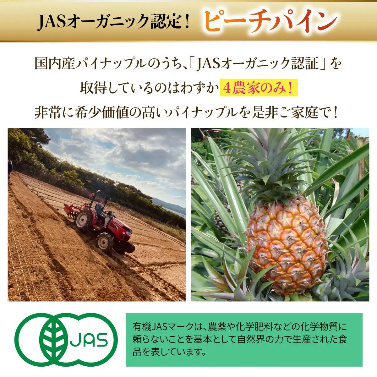 2027年 先行予約 パイナップル【JASオーガニック】ミニピーチ 3kg (7～8玉) 果物 フルーツ