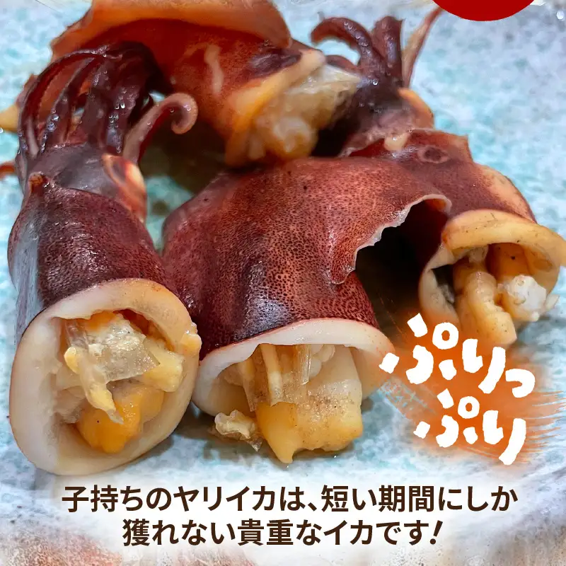 【先行予約】旬の美味しさ 天然 子持ちヤリイカ 500g 以上【2027年3月上旬以降順次発送予定】【子持ちやりいか】 [m36-a041]