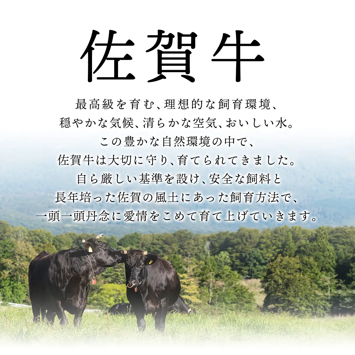 佐賀牛モモブロック 約500~600g