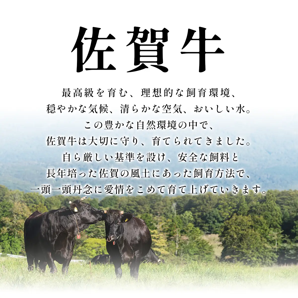佐賀牛サーロインステーキセット500g（250g×2枚）