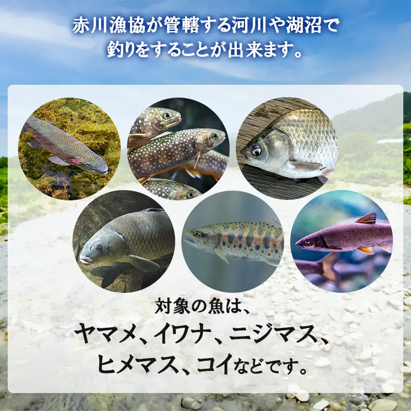 雑魚　遊漁証（赤川漁業協同組合管内河川）【期間：令和8年4月1日～9月30日まで】