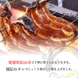 鰻【土用 丑の日】うなぎ  国産 蒲焼 2尾  (1尾：150～169g) うな重 ひつまぶし たれ付き お中元 ギフト 土用 丑の日 個包装 人気 美味しい 小分け 愛媛県 【KWS00701】