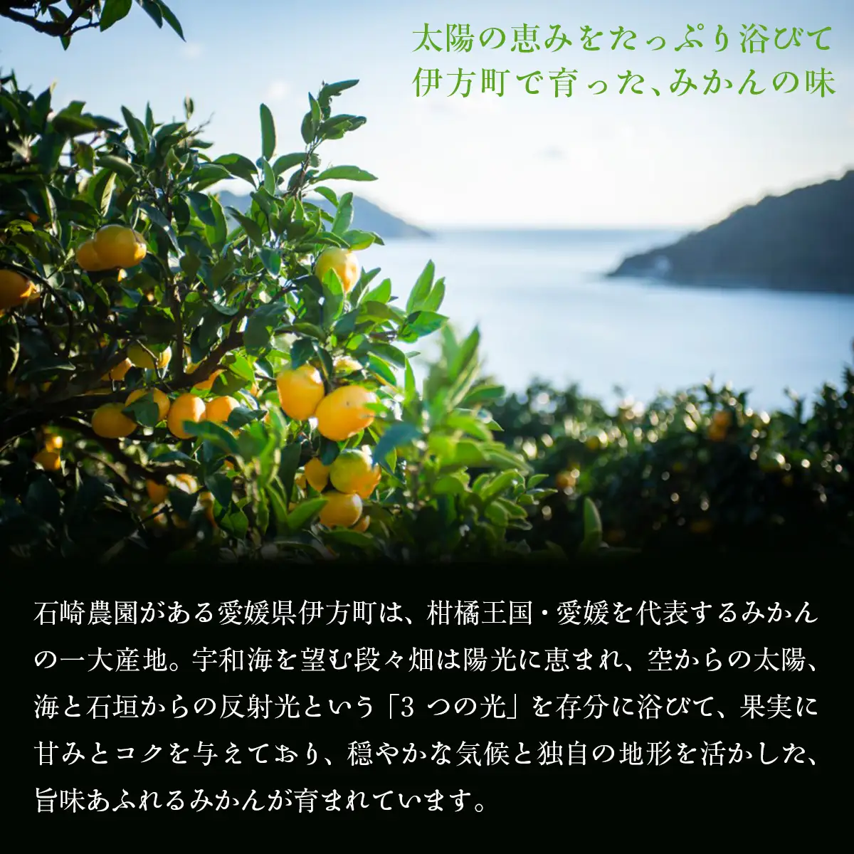 【先行予約】デコポン3kg ※離島への配送不可 （2027年2月10日より順次発送予定） IKTAG005