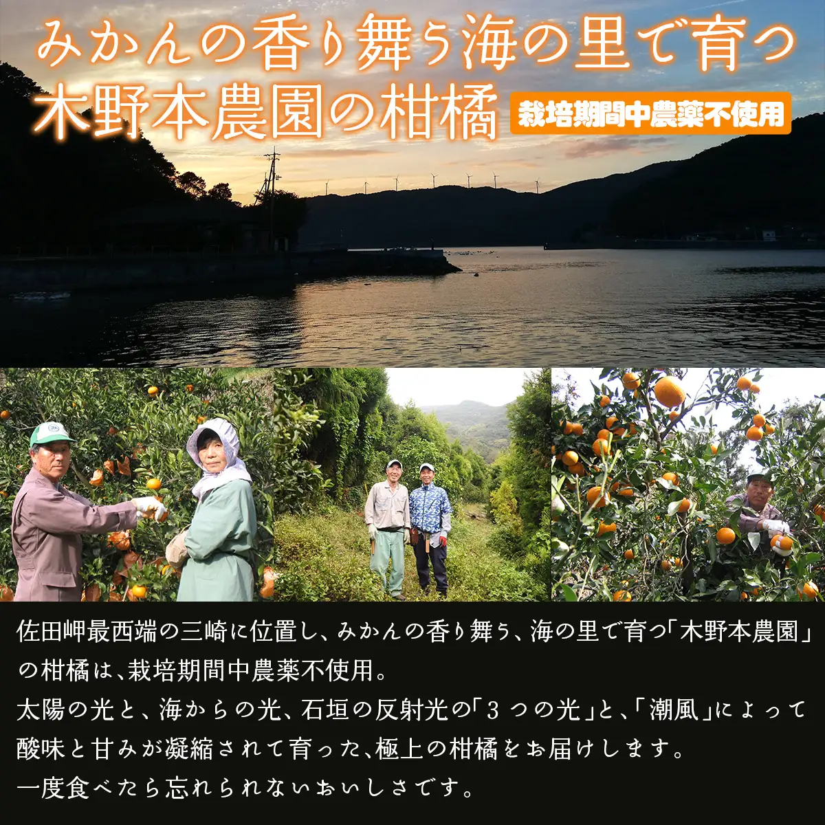 【栽培期間中農薬不使用】【先行受付】【数量限定】農園直送！愛媛県産 きよみ 5kg （2027年3月上旬頃より順次発送） IKTG021