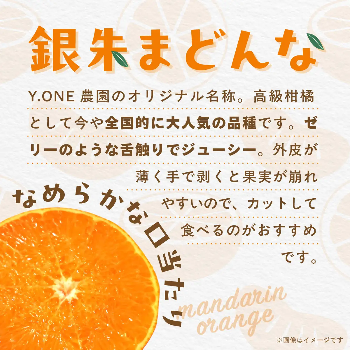 【先行受付】【数量限定】銀朱まどんな（生果）12個入り（3kg)（2026年11月下旬頃より順次発送） IKTQ007