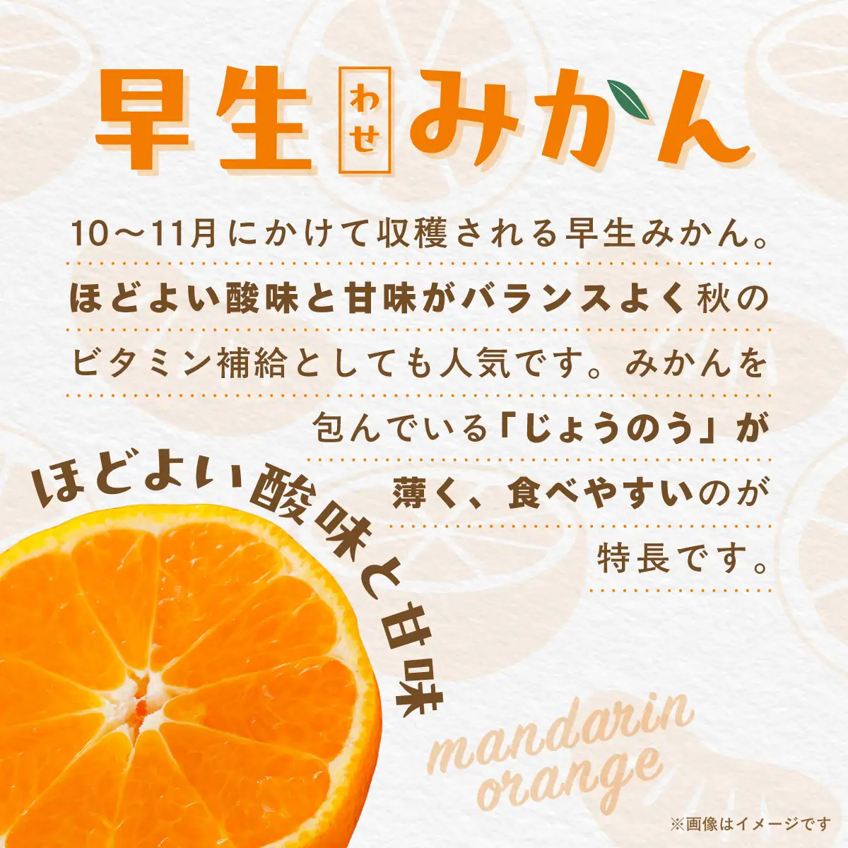 【先行受付】【数量限定】【家庭用】早生みかん（生果）10kg（2026年11月上旬頃より順次発送） IKTQ014
